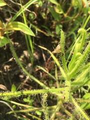 Drosera finlaysoniana