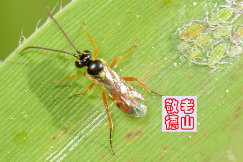 Syrphoctonus nigritarsus