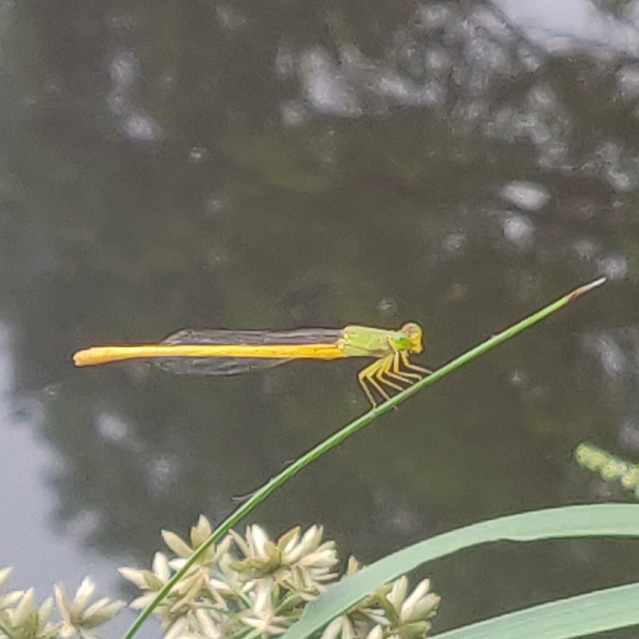 Coromandel Marsh Dart