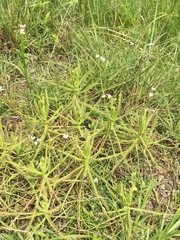 Drosera finlaysoniana