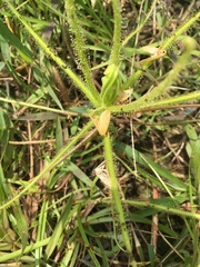 Drosera finlaysoniana