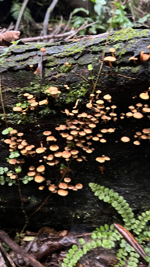 Hypholoma acutum · May 2025 · photo: © parkecology (iNaturalist, cc-by)