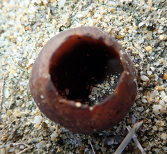 Peziza oceanica