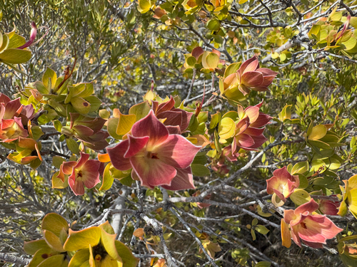 Adenanthos venosus (Adenanthos venosus)