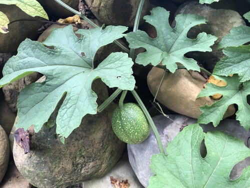 Trichosanthes laceribractea