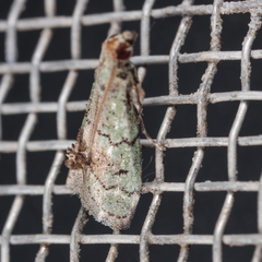 Cacotherapia flexilinealis