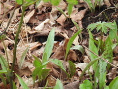(c) Liren Varghese, some rights reserved (CC BY) Erythronium propullans, photograph (c) Liren Varghese, some rights reserved (CC BY)