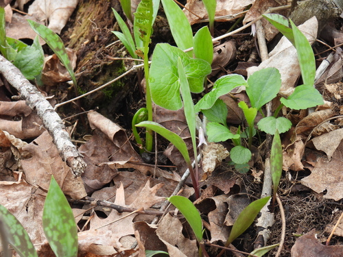 Erythronium propullans, photograph 5