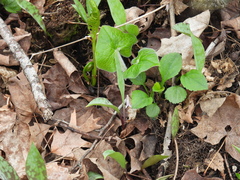 (c) Liren Varghese, some rights reserved (CC BY) Erythronium propullans, photograph (c) Liren Varghese, some rights reserved (CC BY)