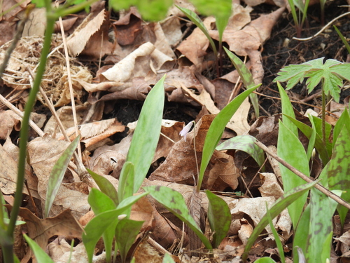 Erythronium propullans, photograph 6