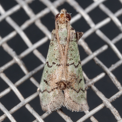 Cacotherapia flexilinealis