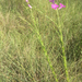 Coastal Plain False Foxglove - Photo (c) pencil5757, some rights reserved (CC BY-NC), uploaded by pencil5757