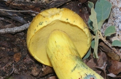 Boletus holoxanthus