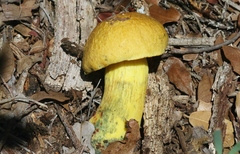 Boletus holoxanthus