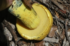 Boletus holoxanthus