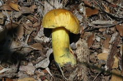Boletus holoxanthus