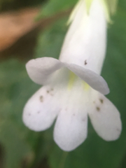 Henckelia anachoreta