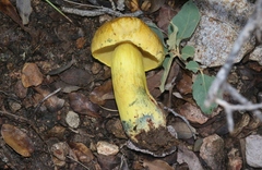 Boletus holoxanthus