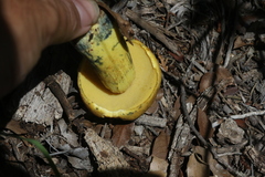 Boletus holoxanthus