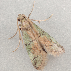 Cacotherapia flexilinealis