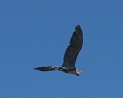 Ardea herodias