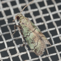 Cacotherapia flexilinealis