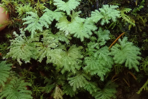 Image of Hypopterygium flavolimbatum by no rights reserved