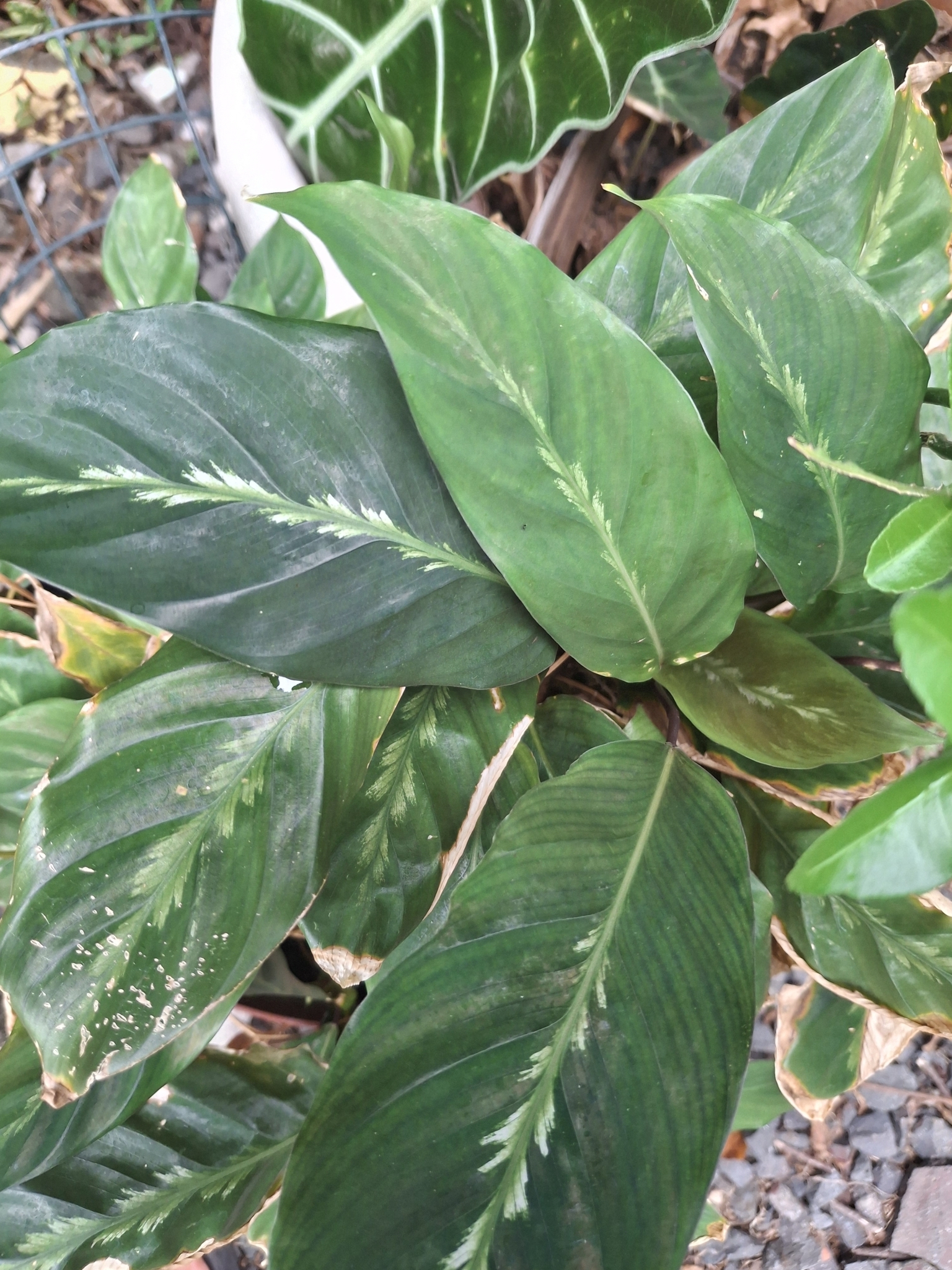 Imagem de Maranta