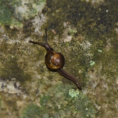 Helicarionidae