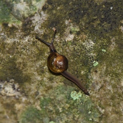 Helicarionidae