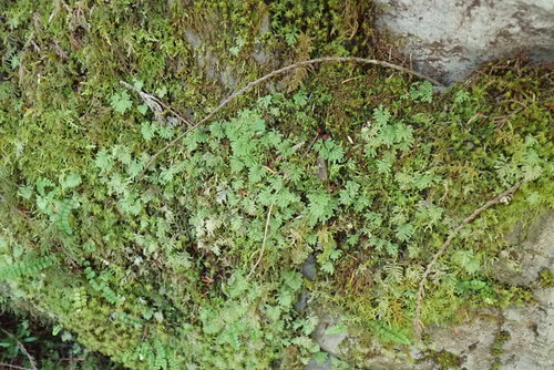 Image of Hypopterygium flavolimbatum by no rights reserved