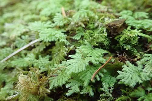 Image of Hypopterygium flavolimbatum by no rights reserved