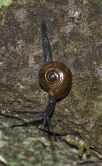 Limacoidei