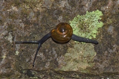 Limacoidei