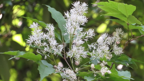 Image of Fraxinus sieboldiana by (c) yajapin, some rights reserved (CC BY)