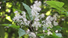 Fraxinus sieboldiana, photograph (c) yajapin, some rights reserved (CC BY)