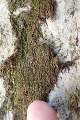 Jungermannia atrovirens