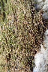 Jungermannia atrovirens