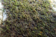 Jungermannia atrovirens