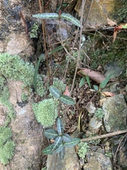 Trachelospermum