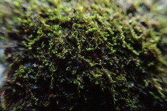 Jungermannia atrovirens
