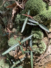 Trachelospermum