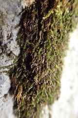 Jungermannia atrovirens