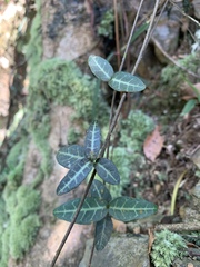 Trachelospermum