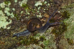 Limacoidei