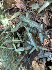 Trachelospermum