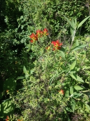 Castilleja tenuiflora