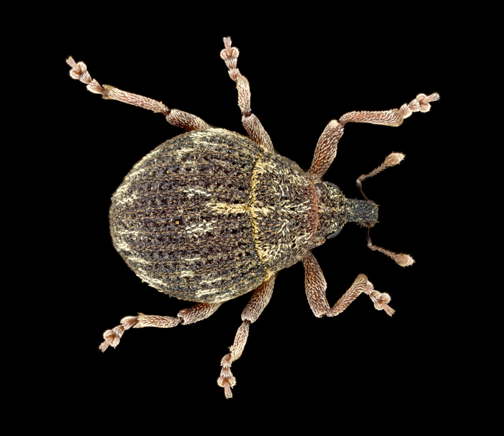Acallodes saltoides
