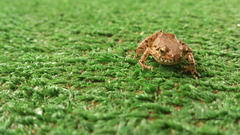 Anura
