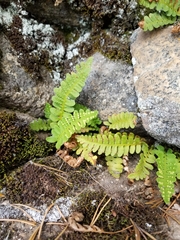 Polypodium saximontanum